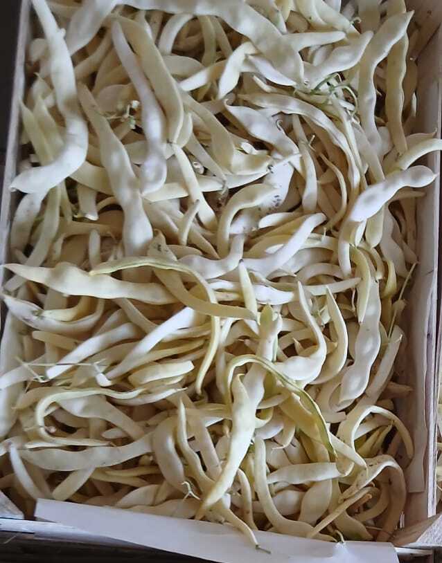 Yellow Beans
